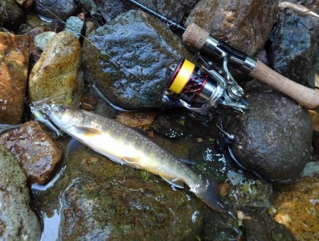 真夏のイワナ釣り